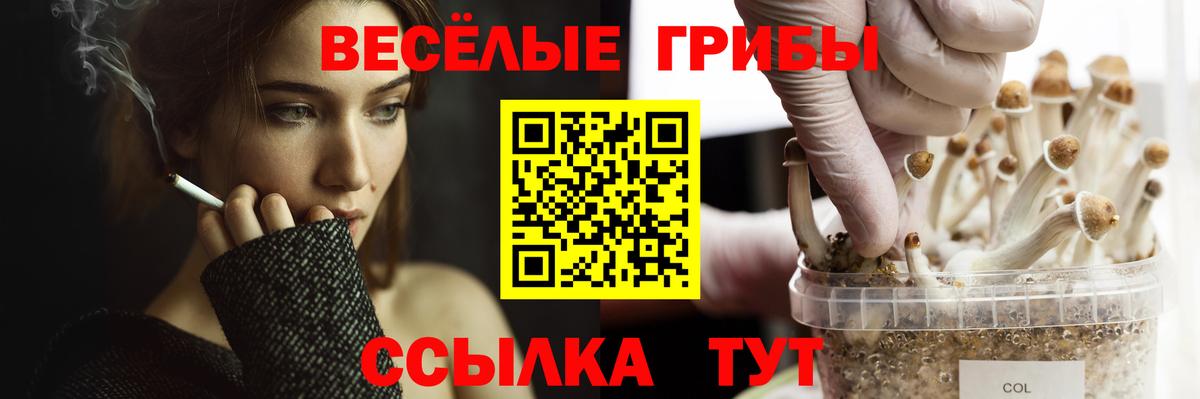 Псилоцибиновые грибы GOLDEN TEACHER Бирск